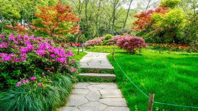 5 Top-notch Landscaping Hacks to Keep Your Yard Dry