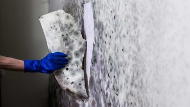 Mastering Mold: A Step-by-Step Guide from Discovery to Elimination