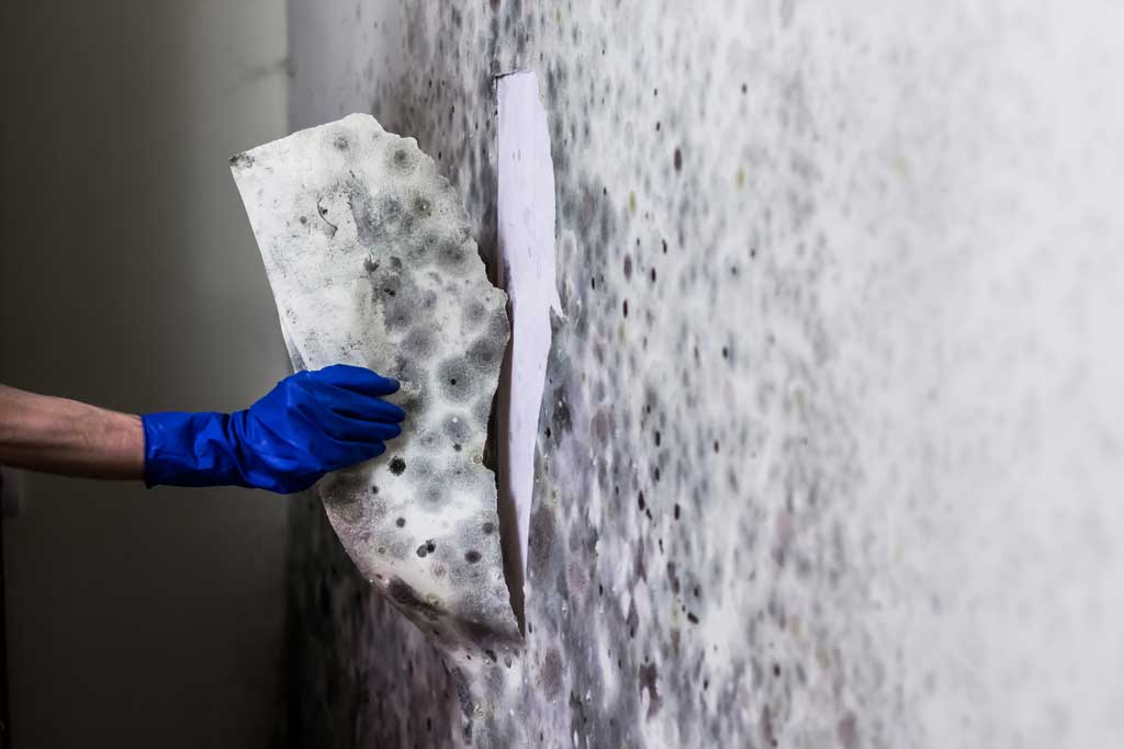 Mastering Mold: A Step-by-Step Guide from Discovery to Elimination
